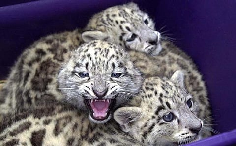 Three snow leopard cubs (File Photo | PTI)