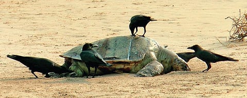 Olive Ridley carcass on Paradip beach (File Photo I EPS)