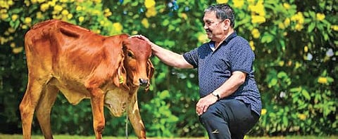 Dr Shyam Zawar with a calf born through IVF