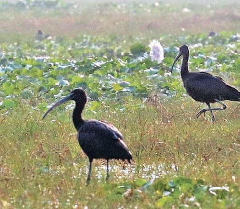 For representational purposes (Photo | Irfana, EPS)