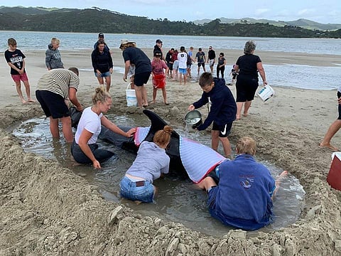 As many as 1,000 locals rushed to save a pod of short-finned pilot whales stranded at a New Zealand beach. (Photo | ORCA Twitter)