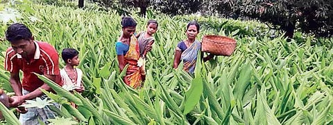 Farmers at a turmeric farm in Swabhiman Anchal. (Photo | EPS)