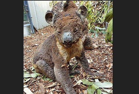 A rescued koala injured in a bushfire in Kangaroo Island, South Australia. (Photo | AP)