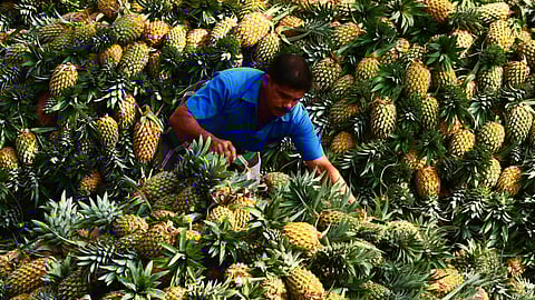 The Kerala pineapple is in high demand in almost all northern states. 
