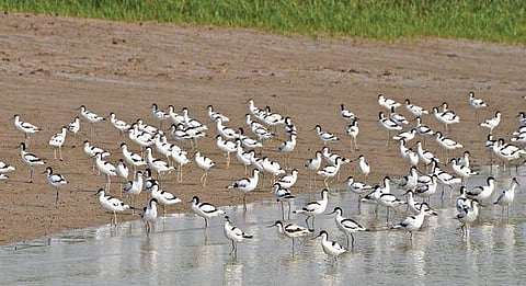 Migratory birds in Bhitarkanika National Park | Express