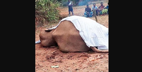 The reason behind the elephant’s death could not be immediately ascertained as the animal’s viscera and other body parts were sent to Bhubaneswar for further examination.