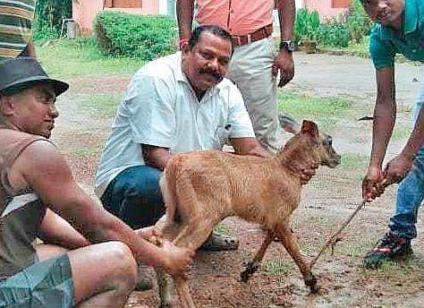 Forest personnel with the Nilgai fawn.