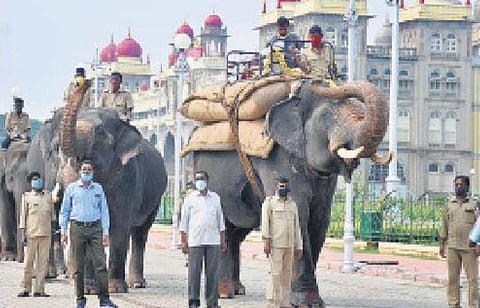 Rehearsals are under way for the Dasara celebrations in Mysuru | Express