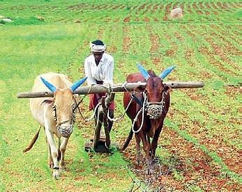 Telangana to dissuade farmers from growing maize