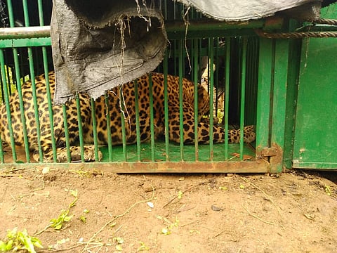 The leopard was caught in the trap early morning.