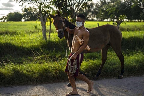 Wearing a mask as a precaution against the spread of the new coronavirus, Harold Alonso Lazo walks his horse to graze at sunset in Wajay, Havana, Cuba. (Photo | AP)