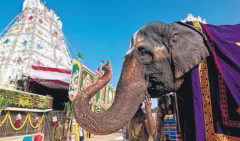 An elephant stands in front of the decorated Srivari Temple in Tirumala on Friday, when Navaratri Brahmotsavams began in ekantham. (Photo | EPS)