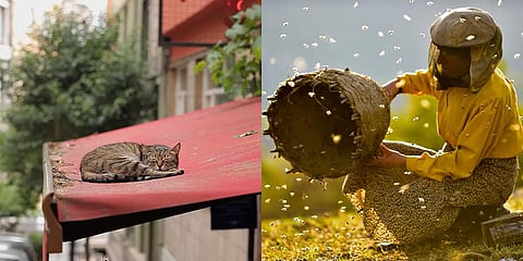 Stills from Kedi (L) and Honeyland. (Photo| IMDb)