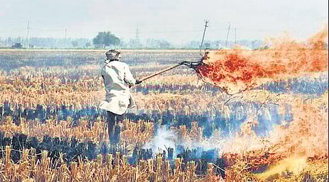 Stubble burning is said to be a leading cause for pollution in the city | file