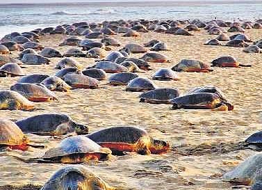 Olive Ridley turtles
