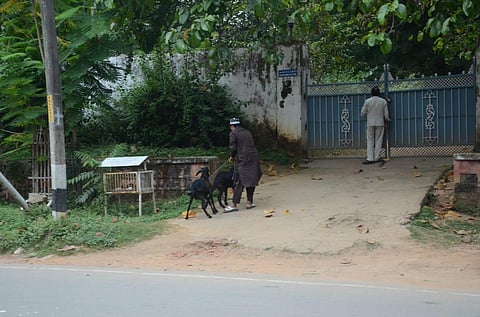 Two goats are being taken to the RIMS director’s bungalow, where Lalu Prasad is presently lodged  (Photo | EPS)