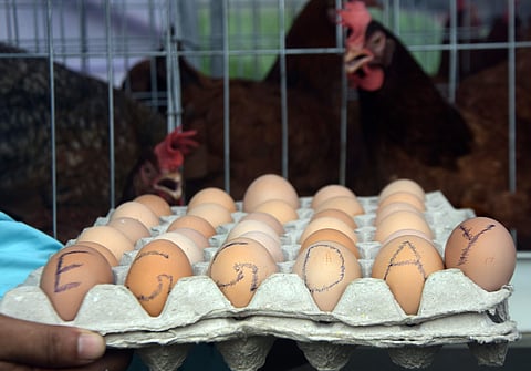 For representational purposes ( File Photo | EPS)