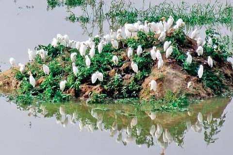 Storks, egrets and other migratory birds at Bellandur lake | Express