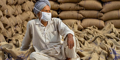 A farmer waits for his wheat produce procured at the New Grain Market amid ongoing COVID-19 lockdown in Chandigarh. (File photo| PTI)