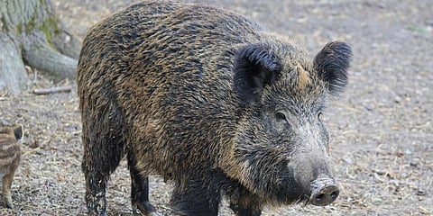 Representational image