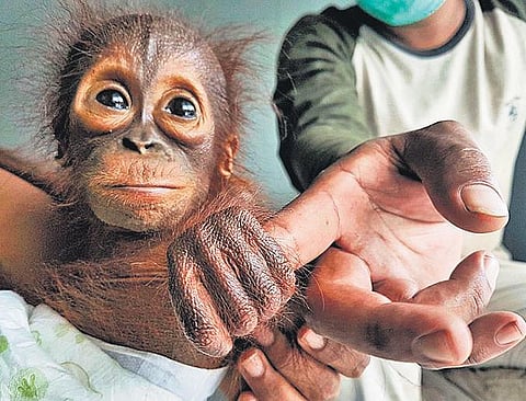 A baby orangutan that was orphaned due to deforestation in Indonesia | AP