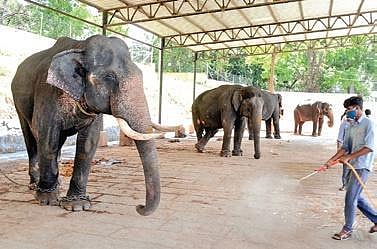 A worker sanitises the area where the jumbos have been kept in isolation. (Photo | Udayshankar S/EPS)