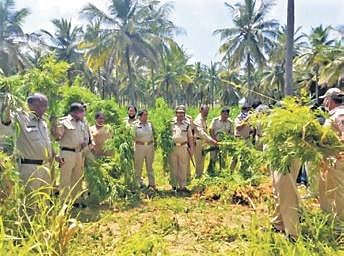 Officials with the uprooted ganja plants at Holalkere on Saturday