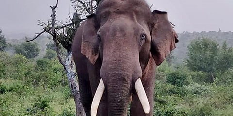 Madras HC asks TN to explain how it handles wild elephants entering from other state forests