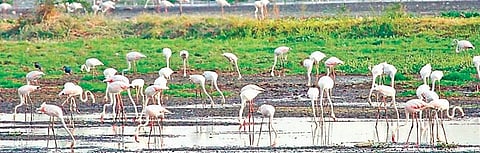 Delhi's Najafgarh lake saw flocks of migratory birds earlier than expected.