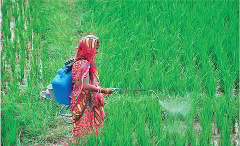 A woman spraying pesticide on a field in Kendrapara district | Express