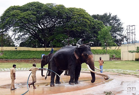 Dasara elephants housed at Mysuru palace premises. (Photo | Udayshankar S, EPS)
