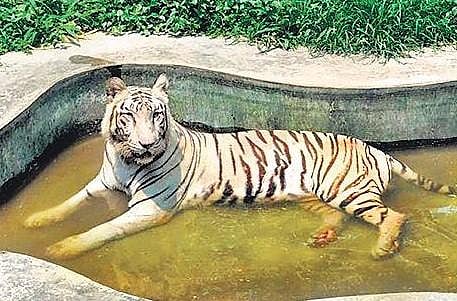 The special focus on the food of these animals was felt when they did not eat the meals given to them on many occasions.