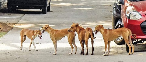 Stray dogs (Photo |EPS)