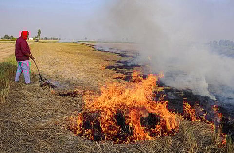 A farmer burns paddy stubble at a farm on the outskirts of Amritsar. (File Photo | PTI)