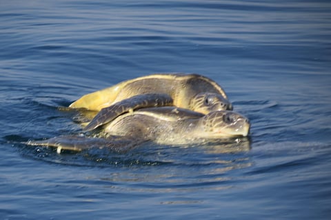 Olive Ridley sea turtles arriving at Gahiramatha marine sanctuary. (Photo | EPS)
