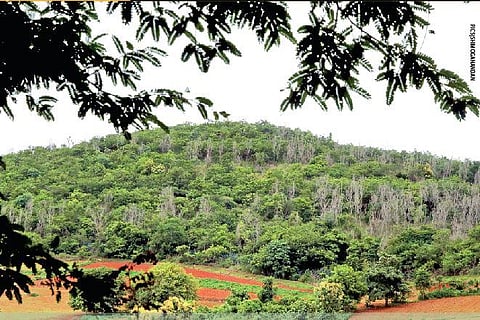 The lush green hillock of Kanivemmana Gudda at Tadasa village in Bhadravathi taluk.  Above , PICS | Shimoga Nandan