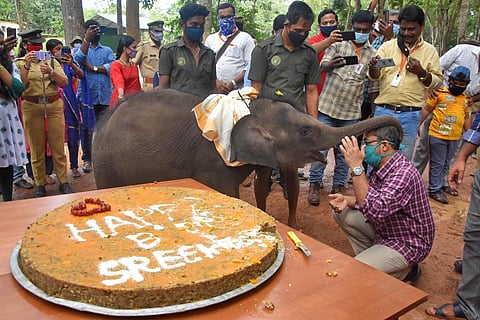 Sreekutty had a gala time at her first birthday celebrations, held at the Elephant Rehabilitation Centre, Kappukadu near Kottur on Sunday where she cut a birthday cake made out of ragi, rice |BP Deepu