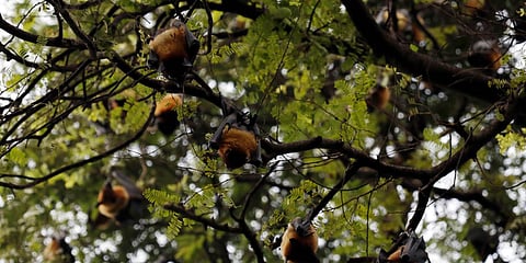 Hundreds of bats, the nocturnal birds, have been roosting on five trees including a bid banyan in the village. (Photo | EPS/S Dinesh)