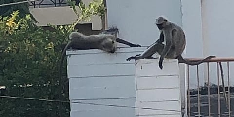 Image of monkeys in residential area used for representational purpose. (Photo | Neha Bhandarkar, OD)