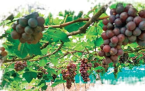 Grapes ripening at Surulirajan’s farm near Esanai village in Perambalur | EXPRESS