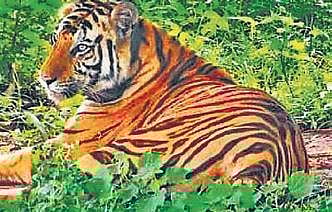 A team from NTCA visited Satkosia Tiger Reserve and inspected the enclosure where Sundari has been accommodated.