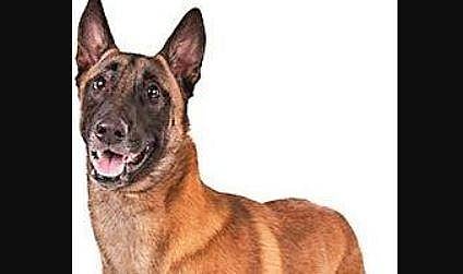 Belgian Malinois dogs give added teeth to police, 12 more to join K9 Squad