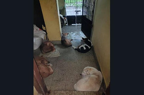 Stray dogs taking temporary shelter in Vignesh Sukumaran's house (Photo | EPS)
