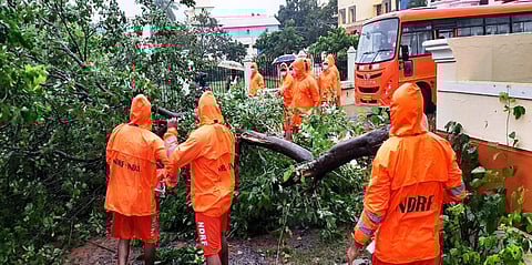 NDRF personnel removing a fallen tree in Karaikkal (Photo | Special arrangement)