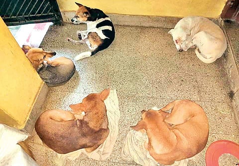 Stray dogs taking temporary shelter at Vignesh Sukumaran's house in Thiruverkadu | Special arrangement