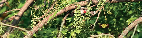 Red-ventred bulbul on uthiya maram