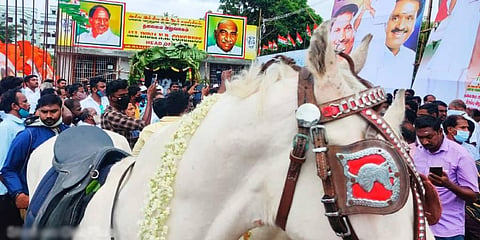 Horse used to conduct a ritual at AINRC office. (Photo | Express)