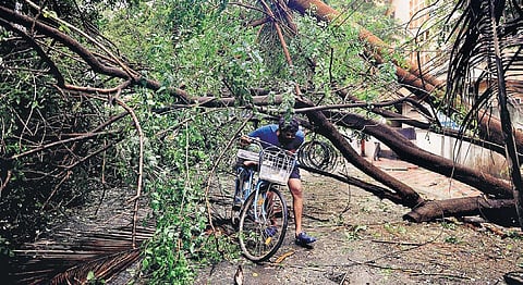 Image of uprooted tree due to cyclone Fengal used for representative purpose.