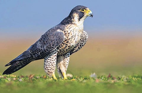 Several migratory birds would fly from freezing zones of Russia, Canada, Scandinavia, and Northern China to warmer locations in Asia.