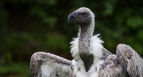 The entire exercise of radio tagging the 25 vultures in the wild has started with the Walk into a Cage technology. (Photo | Pexels)